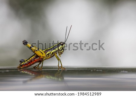 grasshopper animal blur nature background.