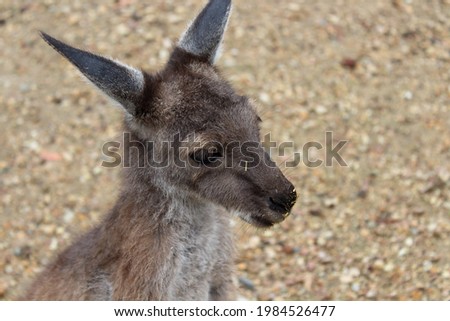 Kangaroo in South Australia, Australia