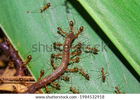 Earthworms are carried by small red ants into the nest for colony food