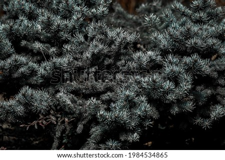 A closeup shot of white fir branches