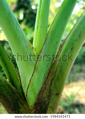 View of banana leaves sheath.
