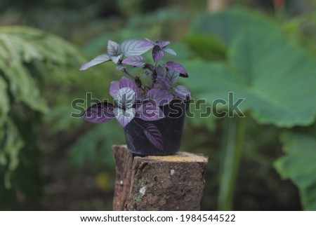Red Flame Ivy (Hemigraphis colorata) with Purple and green leaves stock photo. Also called as purple waffle plant, Sambang getih, or remek daging. Indonesian native plants with medicinal properties.