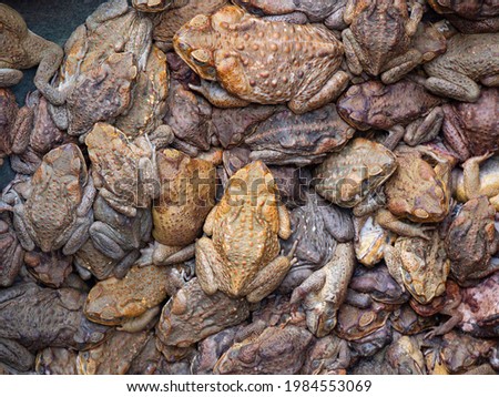 Mass of Cane toads, Rhinella marina, background trapped in a rock hole