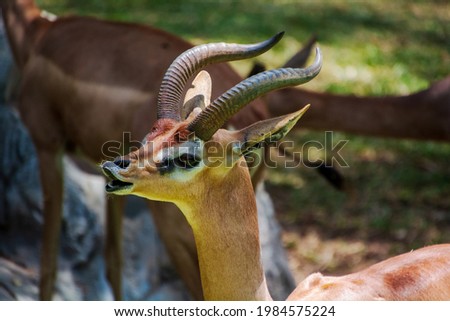 close up deer with head and claw