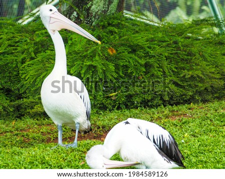 Picture of Pelicans, a genus of large water birds that make up the family Pelecanidae. This bird has a long beak and a large throat pouch used for catching prey