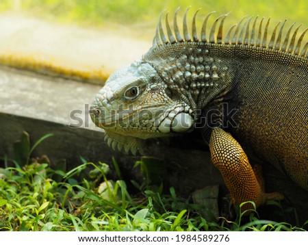 Picture of Iguana a kind of reptile on a zoo. Iguana is a genus of herbivorous lizards that are native to tropical areas of Mexico, Central America, South America, and the Caribbean