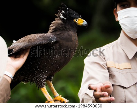 Picture of a Javanese Eagle or Elang Jawa (Nisaetus bartelsi) on a zoo. This bird is one of endangered animals.
