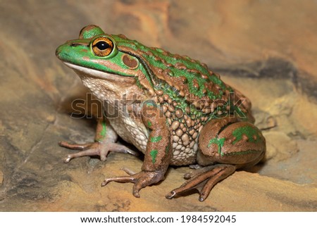 Endangered Growling Grass frog from Southern Australia Royalty-Free Stock Photo #1984592045