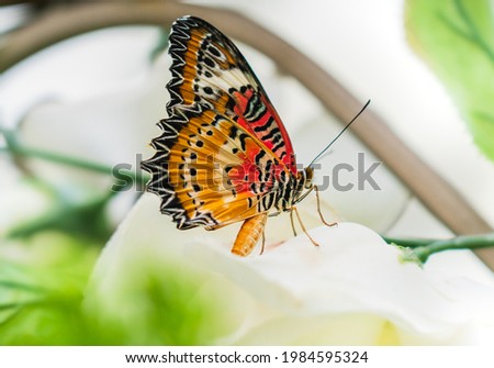 Common Lacewing Butterfly on the white flower. Side view