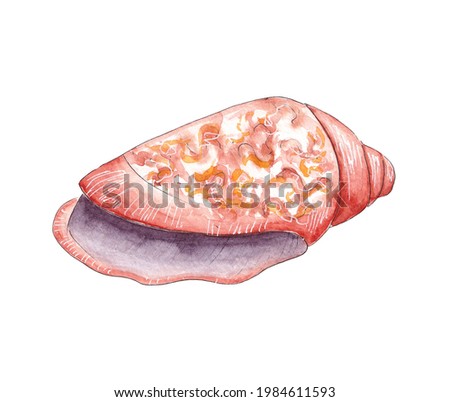 Hand drawn watercolor exotic sea shell. Ocean wildlife