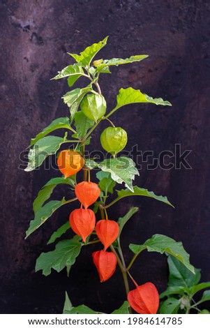 Physalis plant, chinese lantern or physalis alkekengi with orange flowers and green leaves on fall autumn season on bright sun on black background. Vertical format