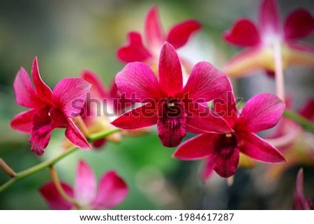 Red Maroon Dendrobium Flowers with bokeh background