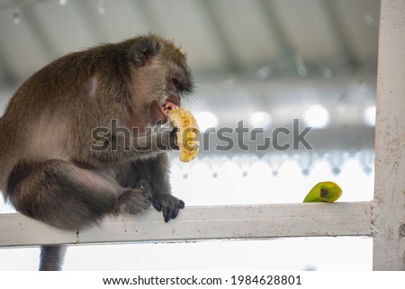 wild animal, monkey near sacred lake of Grand Bassin in Mauritius