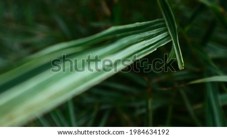 Close up of variegated bamboo leaves with green and white stripes pattern for natural background