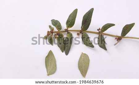 Euphorbia hirta leaves,sometimes called asthma-plant isolated on white background