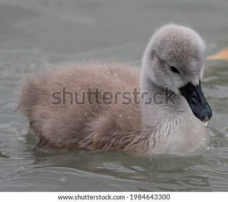 A swan cub floating in the lake