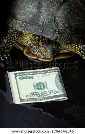 image of turtle money dark background 