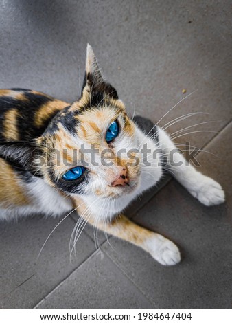 female cat with three colors, white, yellow and black facing the camera.