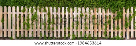 Panoramic garden fence made of light natural wood in front of a green thuja hedge  Royalty-Free Stock Photo #1984653614
