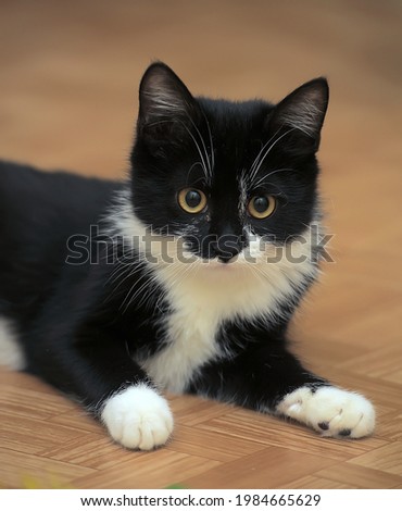 black and white european shorthair cat with yellow eyes