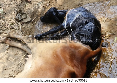Indian Cow baby Delivery black cow calf