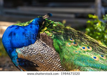 The male peacock is cleaning its colorful feathers. Wildlife photography.	