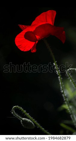 A bright red poppy, attracts bees.
Attractive, bright, red color.On a black background, a delicate, scarlet flower.Openwork poppy heads.
