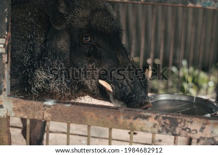 a hog with fangs isolated in an iron cage. a pig resting in a cage