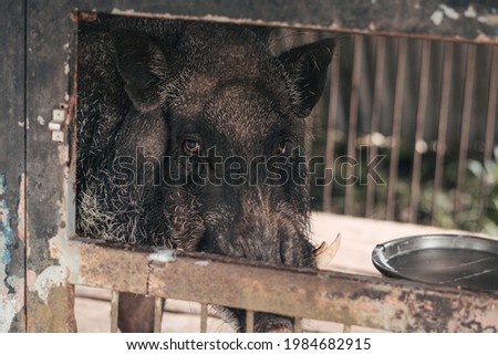 a hog with fangs isolated in an iron cage. a pig resting in a cage
