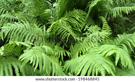 Tuber Sword Fern, Sword Fern background / outdoors photography of forest fern (Dryopteridaceae) 