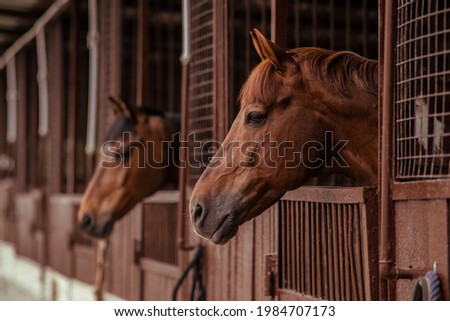 portrait of a bay horse looking out of the stall. A warm picture. Maintenance and care of animals Royalty-Free Stock Photo #1984707173