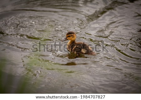 mallard on a pond in spring