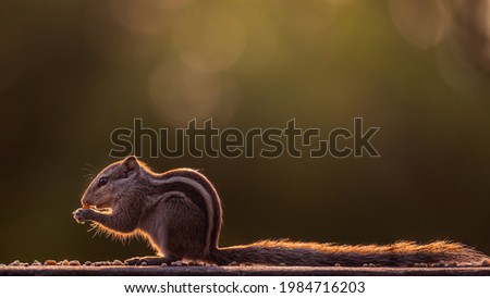 A squirrel having food early in the morning
