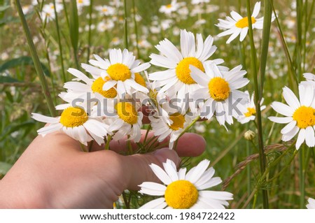Close up of female hand holding growing blossoming meadow chamomiles