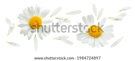 Chamomile or camomile set isolated on white background. Daisy flower. Top view. Package design element with clipping path Royalty-Free Stock Photo #1984724897