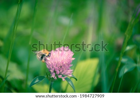 A bee foraging on a clover flower in a garden in Nantes - France