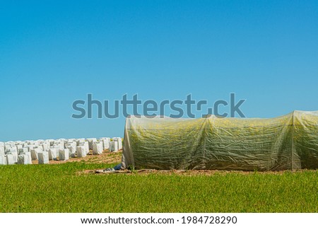 On some fields in Holtsee Schleswig-Holstein, new varieties of rapeseed are being grown, some in tents so that they cannot cross