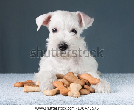 Little schnauzer puppy with dog biscuits bones Royalty-Free Stock Photo #198473675