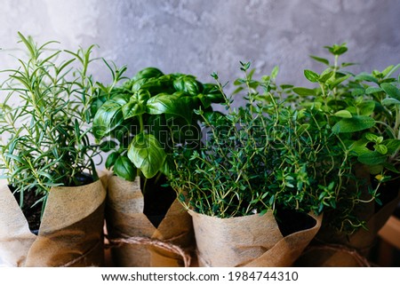 Assorted fresh herbs growing in pots, outdoors in the garden in a close up view on leafy green basil and rosemary. Mixed fresh aromatic herbs in a cardboard bag. Royalty-Free Stock Photo #1984744310