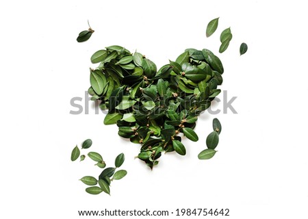heart made of green leaves isolated on white background.world environment day Royalty-Free Stock Photo #1984754642