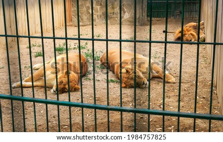 Two lionesses and one lion resting in a zoo cage  Royalty-Free Stock Photo #1984757825