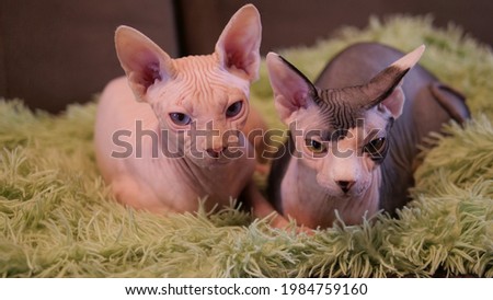 Photo with blurred background with small brothers canadian sphynx with beautiful eyes. Likes to run, jump, play and watch birds. Loves people. Rest after big game))