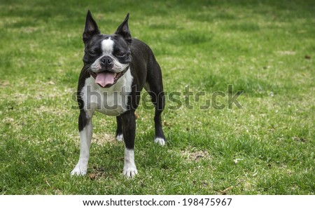 Panting Boston Terrier Dog