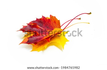 Creative composition on autumn theme of three natural maple leaves of yellow, orange, burgundy isolated on white background.
