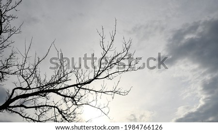Autumn cloudscape with bare branches of dead tree. Silhouettes of tree branches withot leaves against grey overcast sky. Halloween haunted forest concept