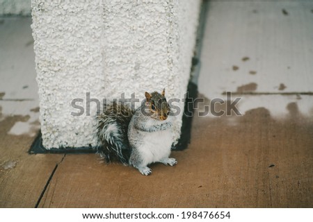 Cute Squirrel on Sidewalk