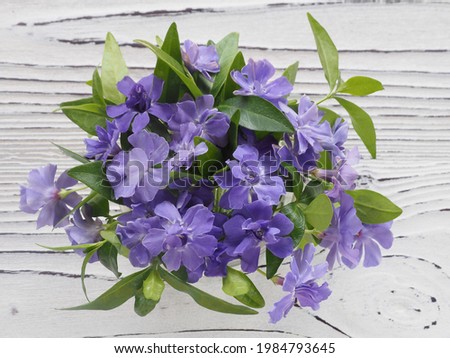 Delicate bouquet of blue periwinkle on a light wooden background, top view. Floral romantic picture with spring blossoming vinca for invitation design, greeting card, banner and wallpaper