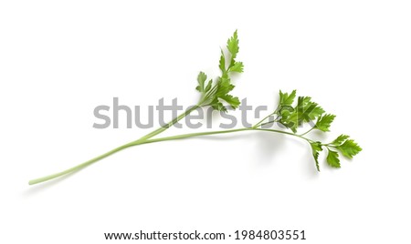 Realistic 3d parsnip leaves isolated vector illustration. Fresh green Celery, parsley bunch on white background photorealistic. Dill of parsley Royalty-Free Stock Photo #1984803551