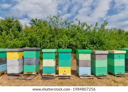 Bee hives surrounded by trees on a sunny day. Row of wooden beehives for bees 