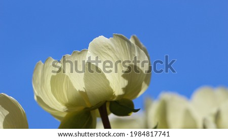 Macro photography of Peony Mlokosiewicz (Lat. Paeonia mlokosewitschii Lomak.) in frontal view against a bright blue sky, large format 